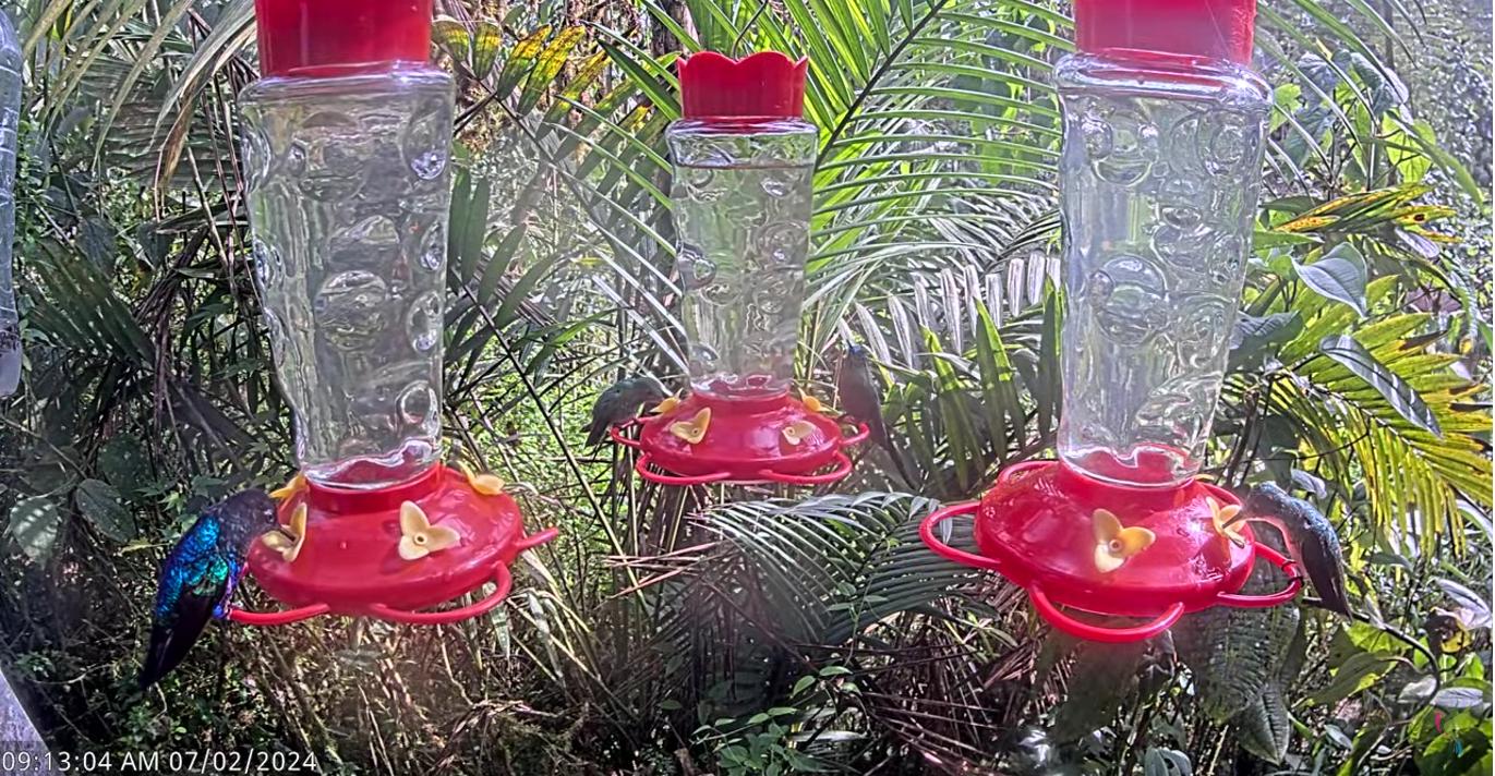 Ecuador Hummingbird Feeder Cam 2024