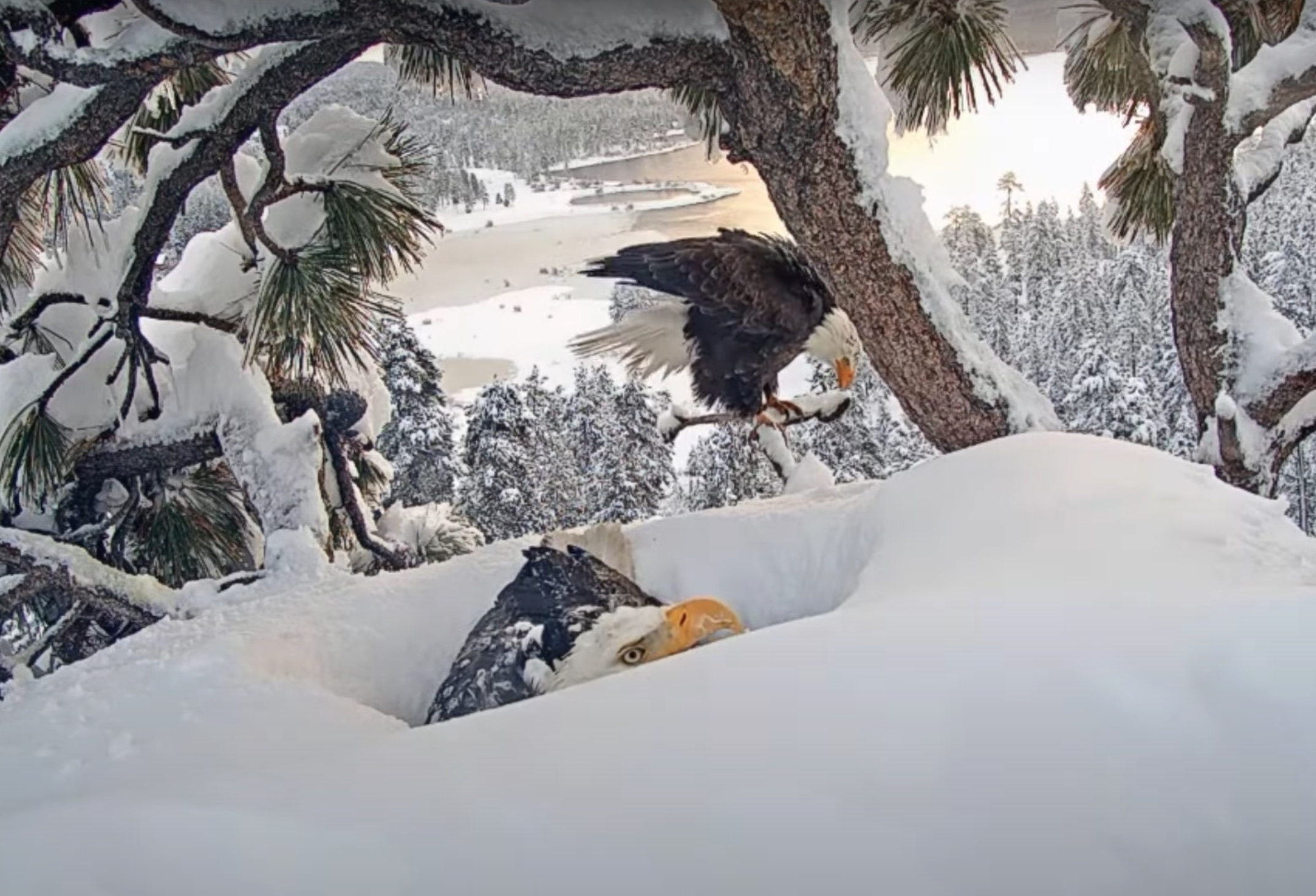 Big Bear Eagles Jackie Gets Much Deserved Break Video SPO