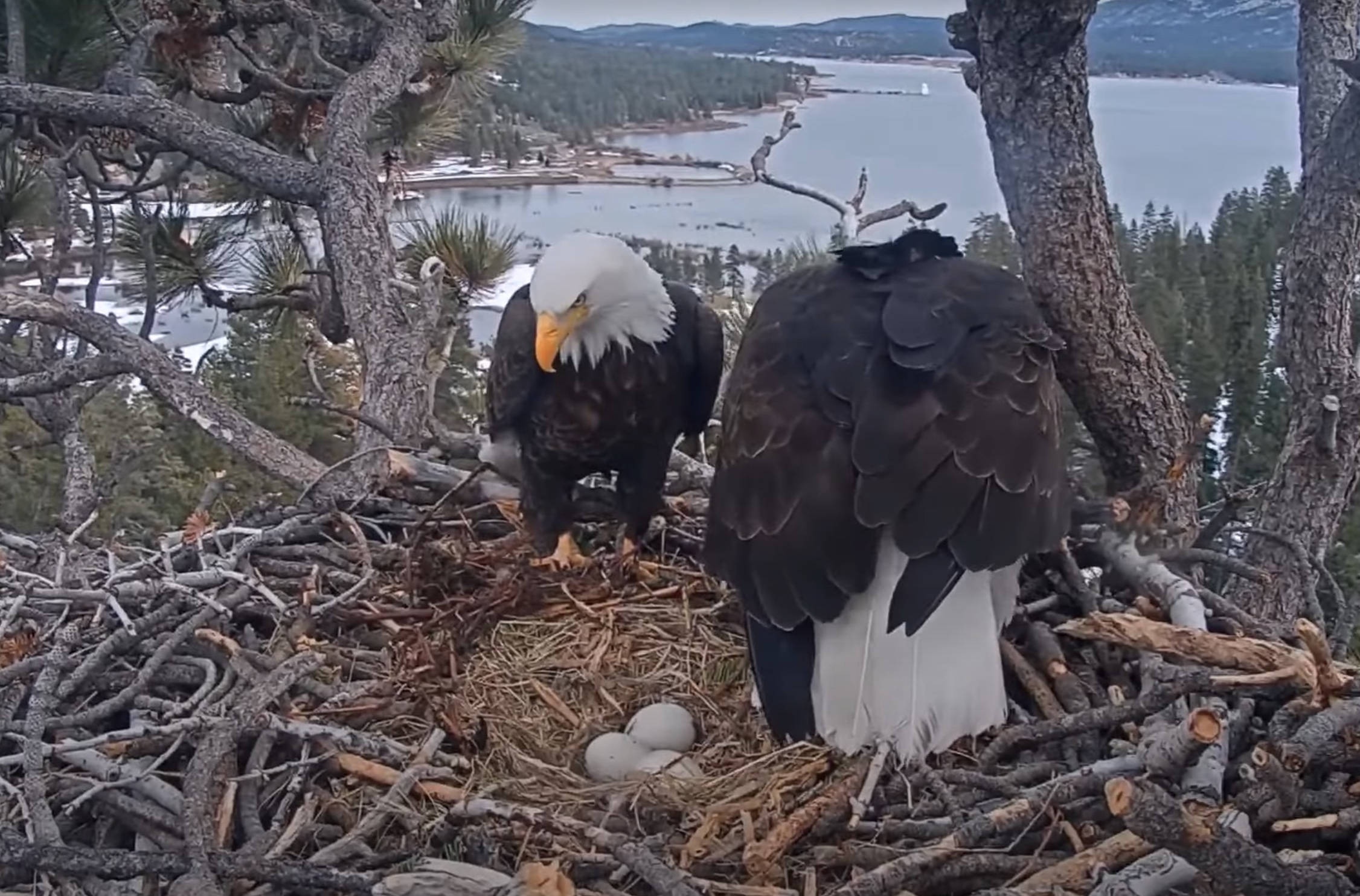 Video - Fish Delivery - COG And A Good Look At The Eggs - Big Bear Bald