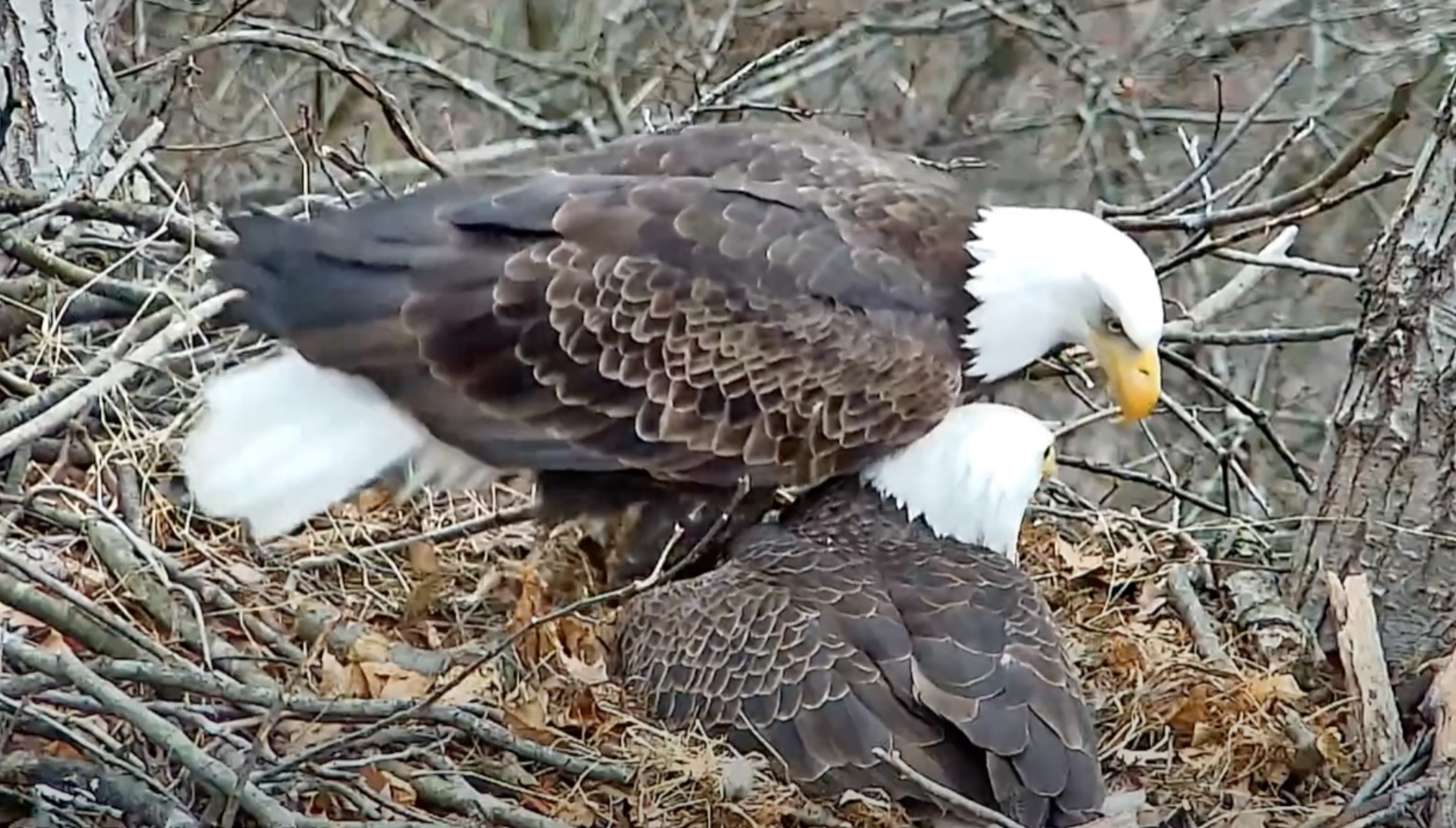 Video - I Will Sit On You If I Have To! - Hays Bald Eagle Nest - SPO