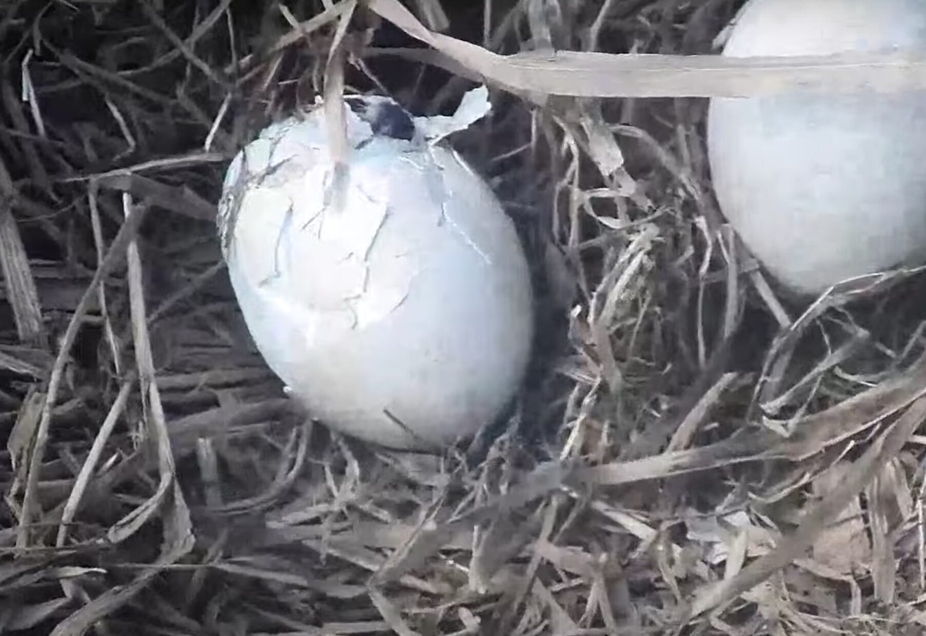 Video An Egg Is Hatching! Duke Farms Bald Eagle Nest Cam SPO