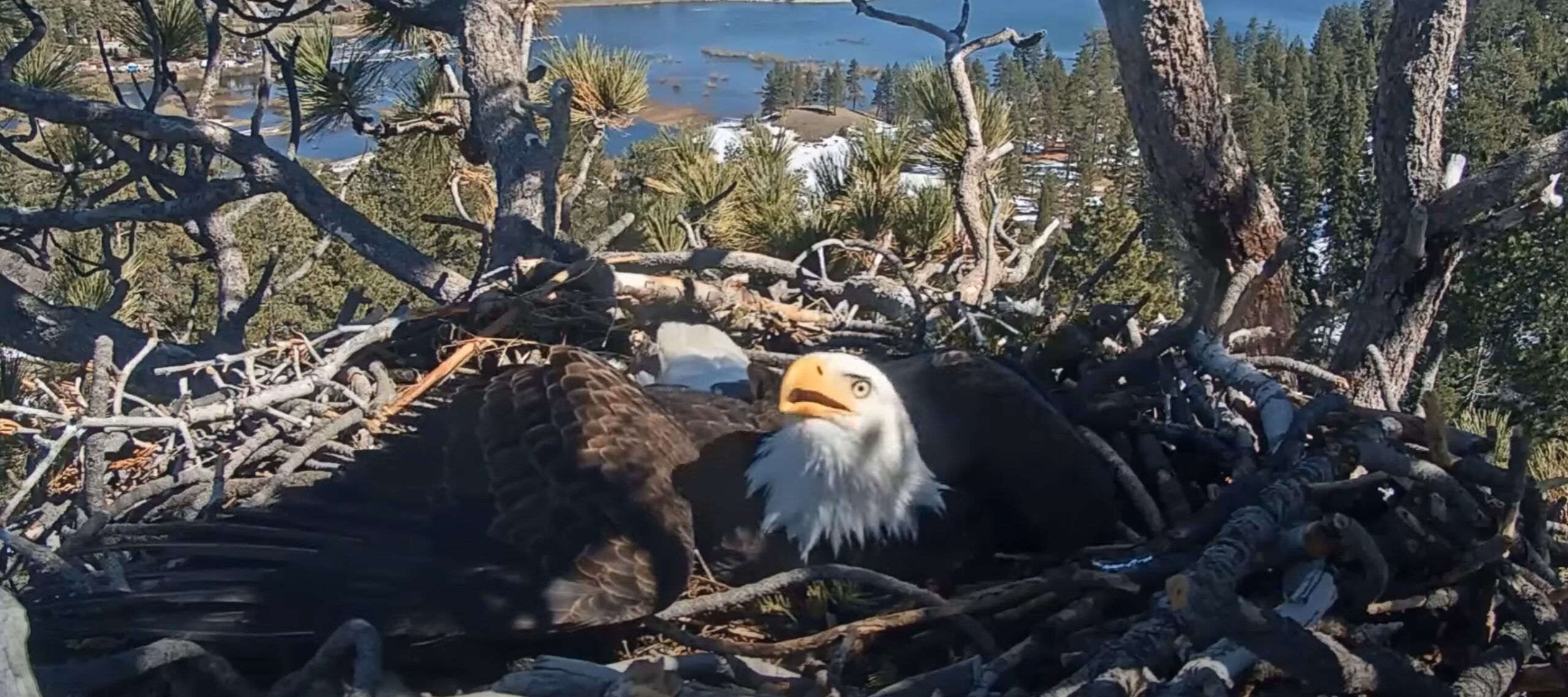 Video - Ravens Surround Nest - Big Bear Eagle Cam - SPO