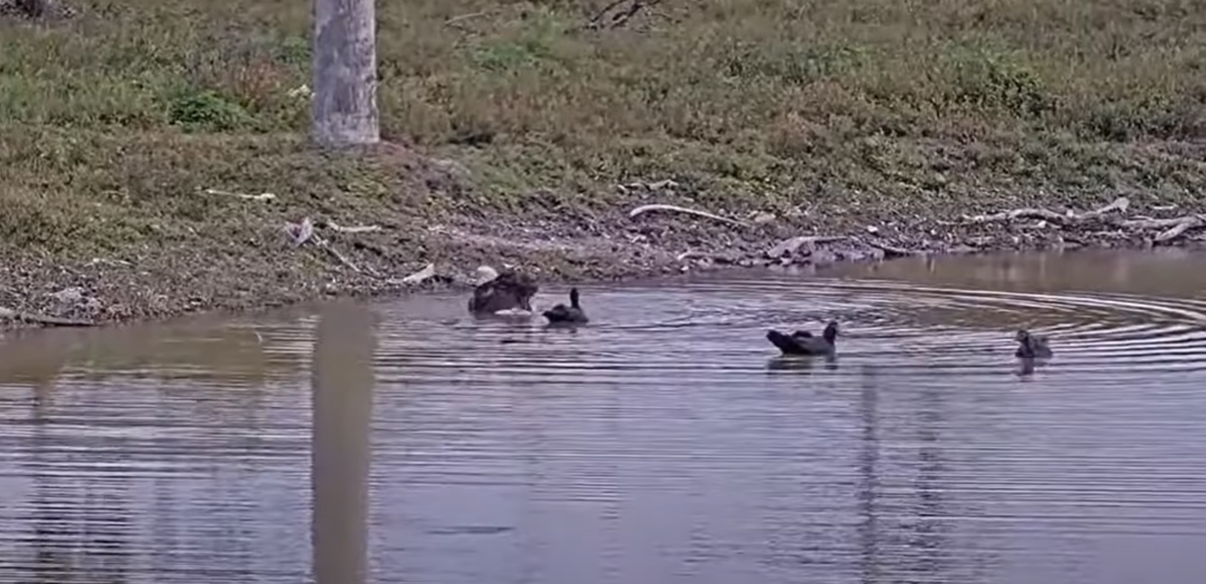 M15 bathes with ducks video swfl bald eagle nest cam