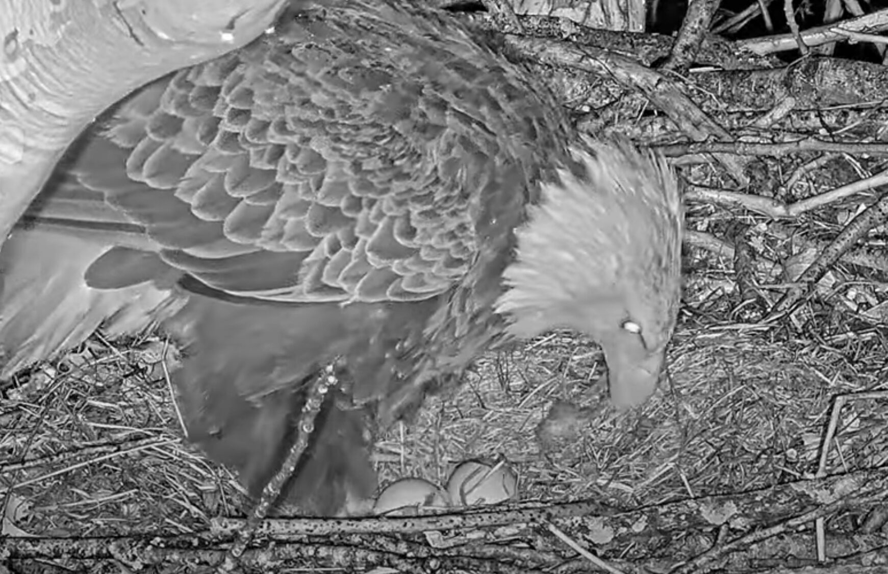 v-deo-claire-p-e-o-segundo-ovo-c-mera-uss-bald-eagle-nest-spo
