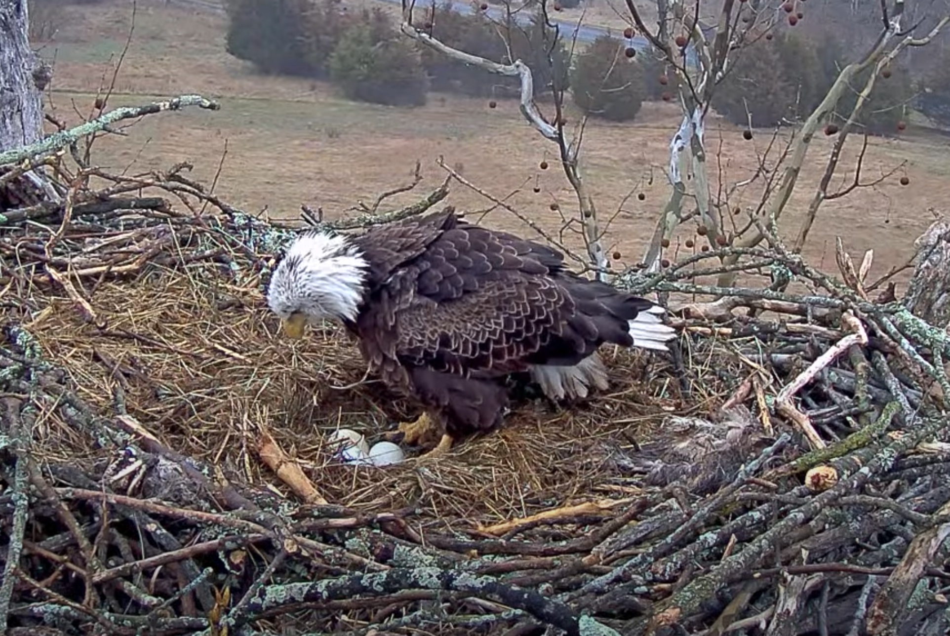 *New* Bald Eagle Nest! - NCTC Eagle Cams - SPO