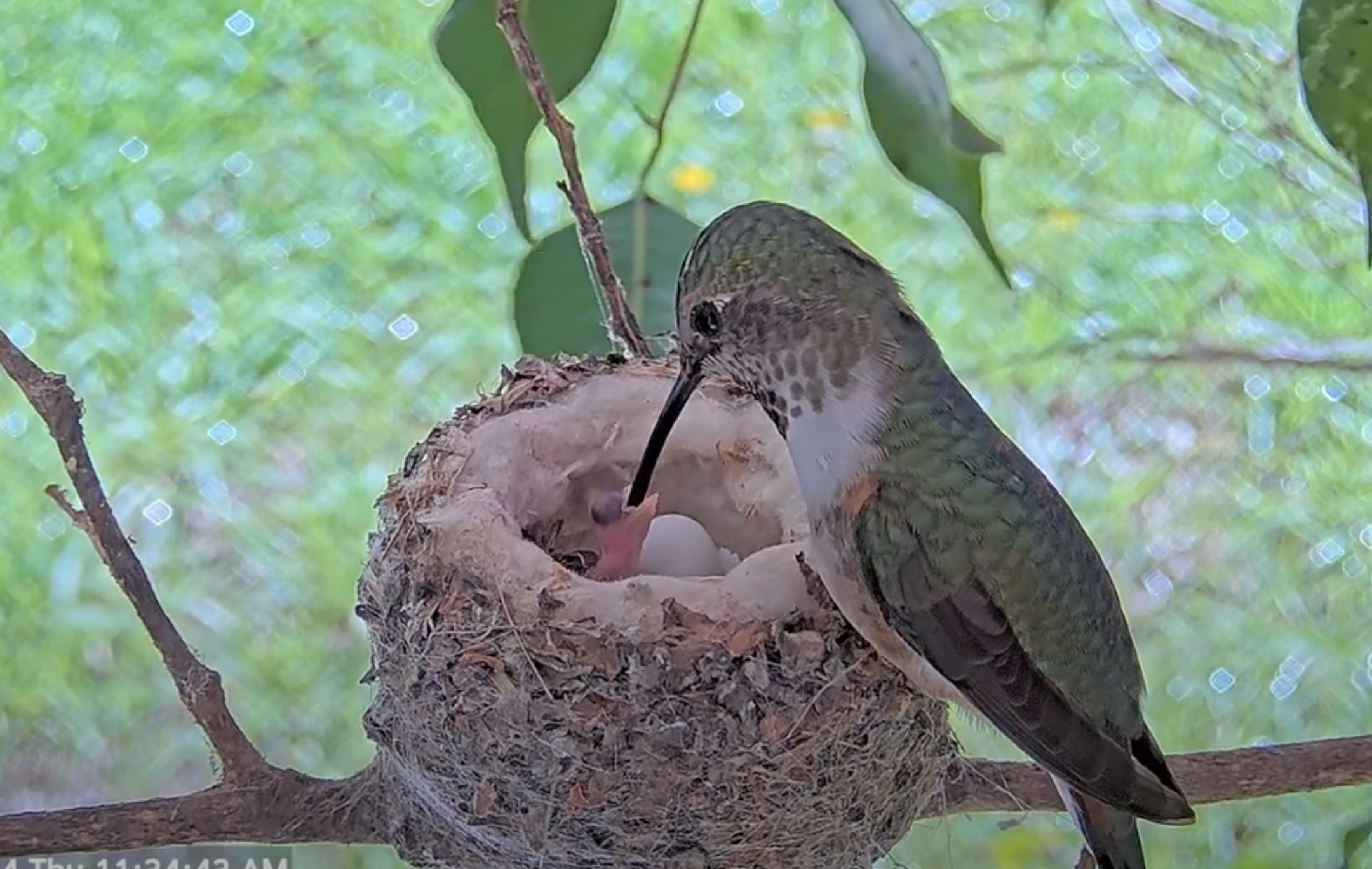 Video The Hummingbird Eggs Are Hatching! Olive The Hummingbird Nest Cam SPO