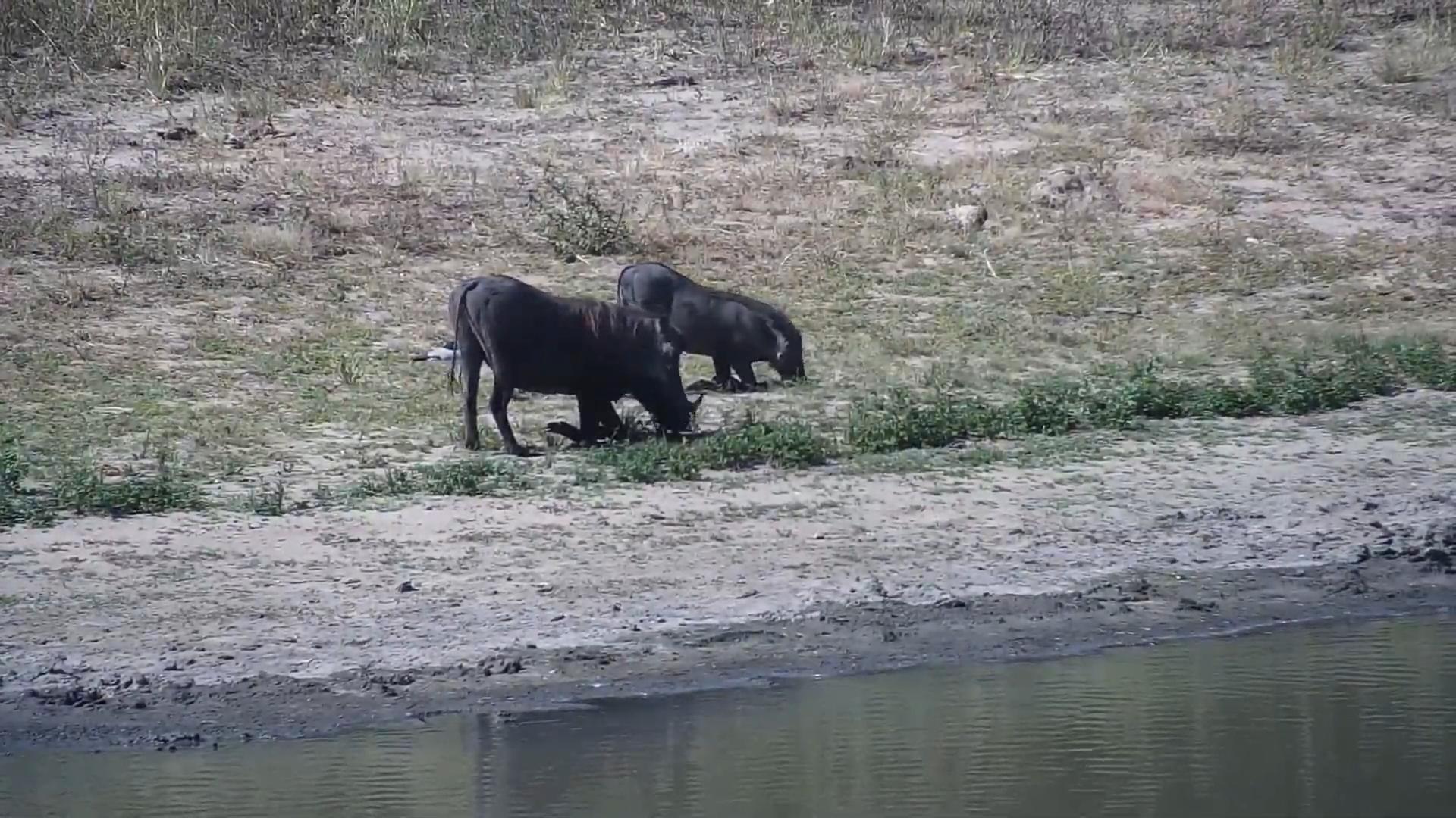 Djuma Waterhole Cam - 2024