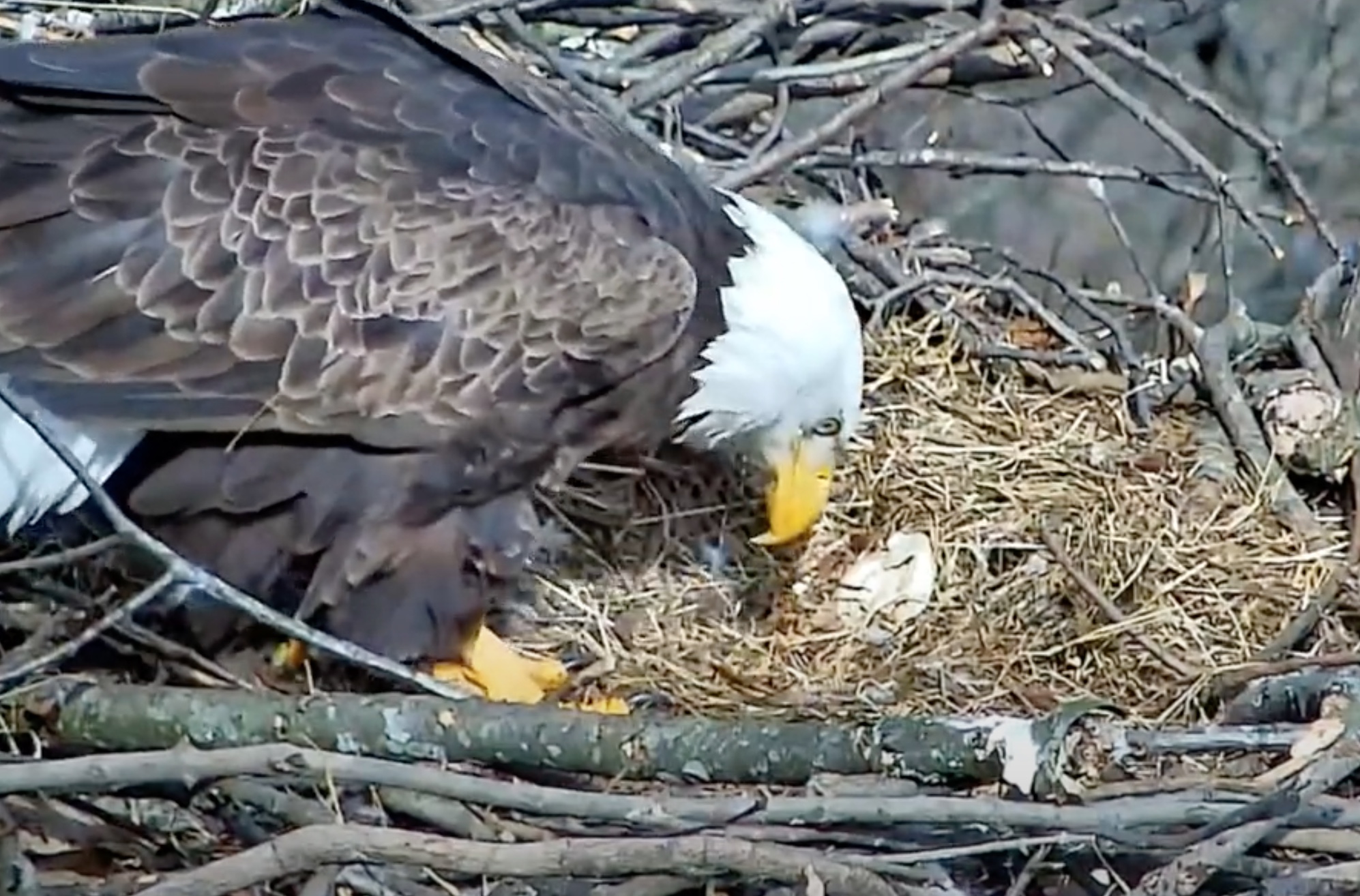 Video - Hays Eagles Only Egg Gets Damaged - Removed - SPO