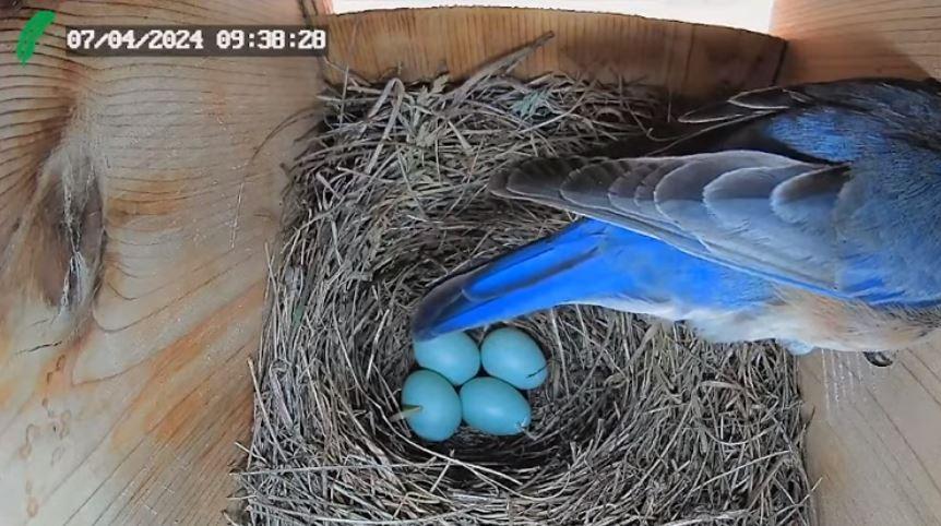 Virginia Bluebird 2024 Nest Egg Laying Timeline - SPO