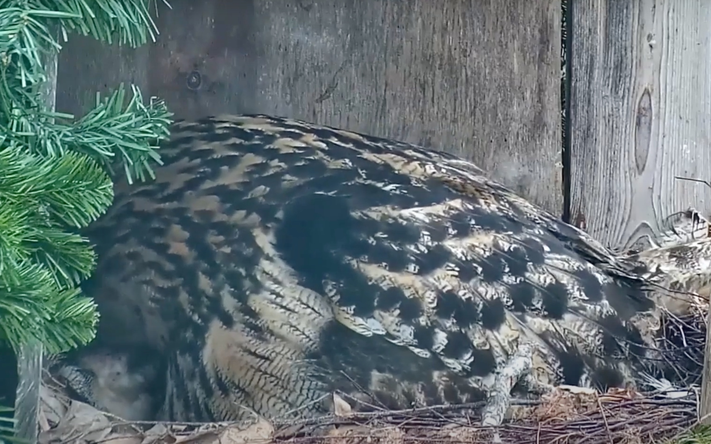 Video - Hanna Feeds Her 1st Owlet - Estonia Eagle Owl Nest Cam - SPO