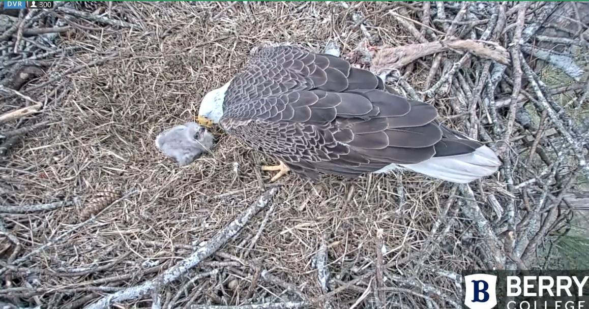 Video - B17 Eaglet Passes - Berry Eagle Nest Cam