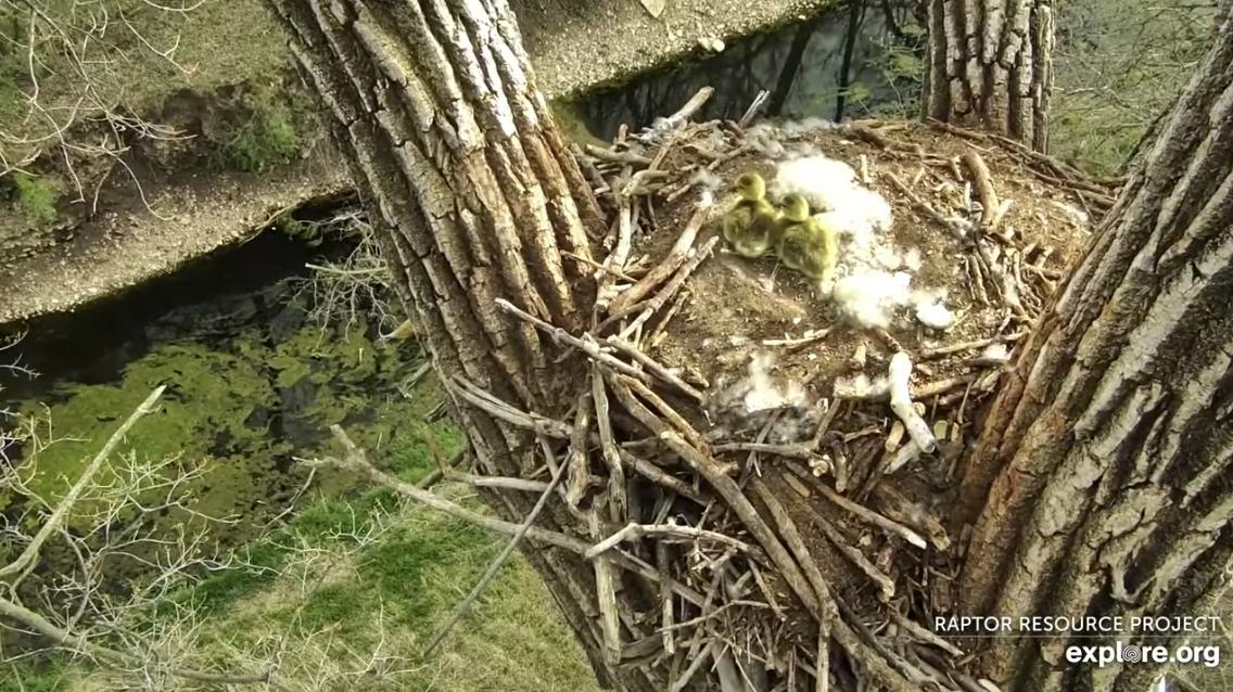 DECORAH GOOSE CAM visual data 6