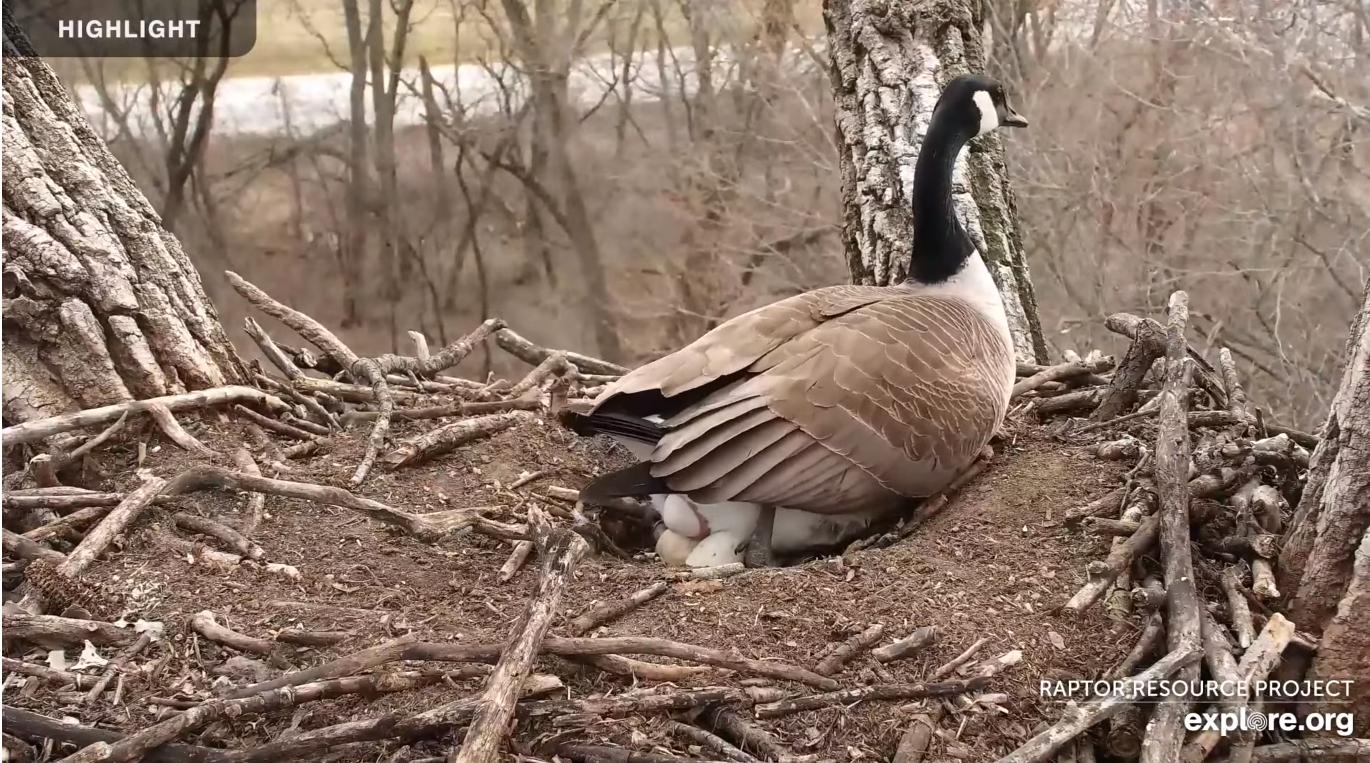 DECORAH GOOSE CAM visual data 8