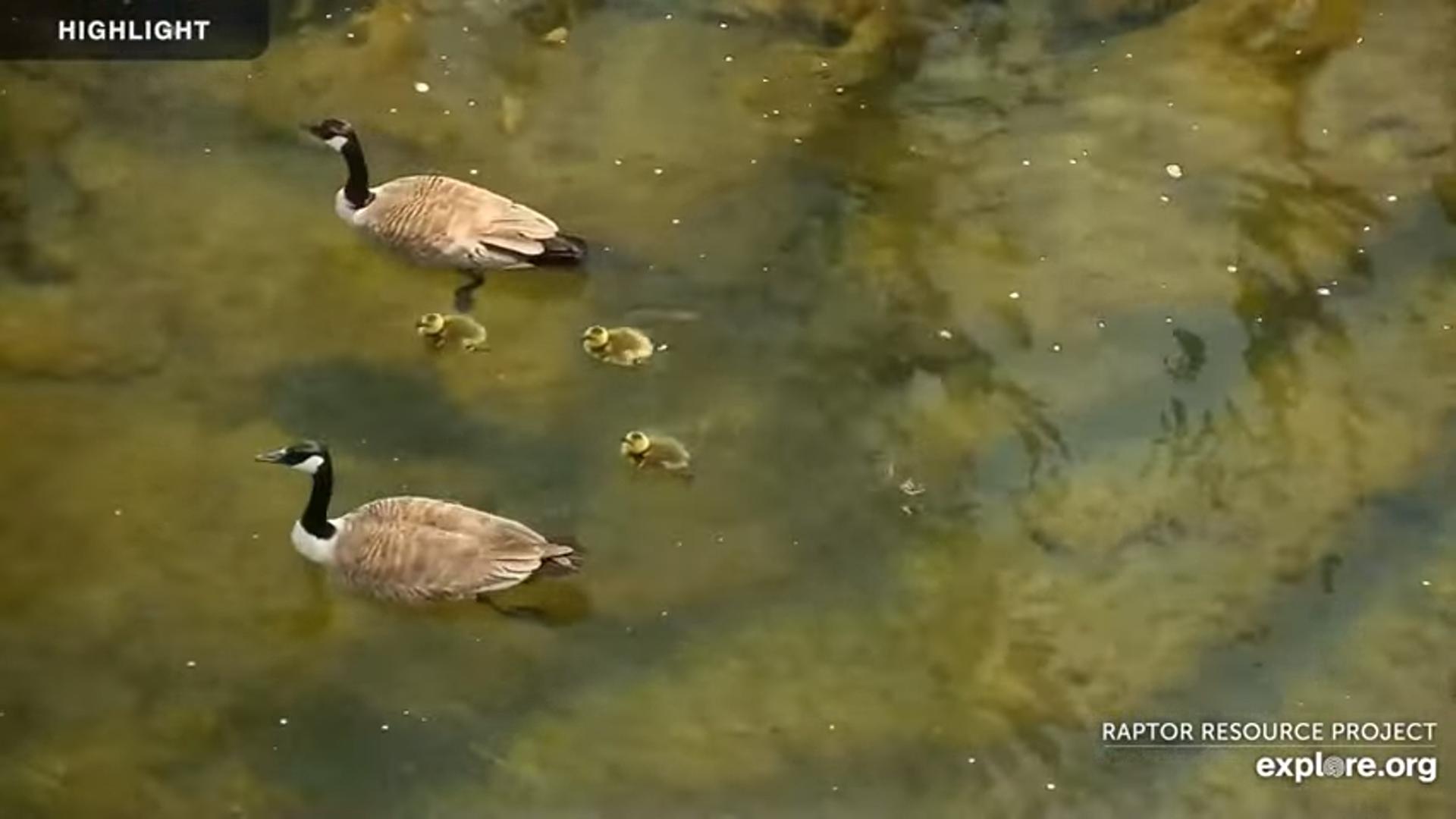 DECORAH GOOSE CAM visual data 7
