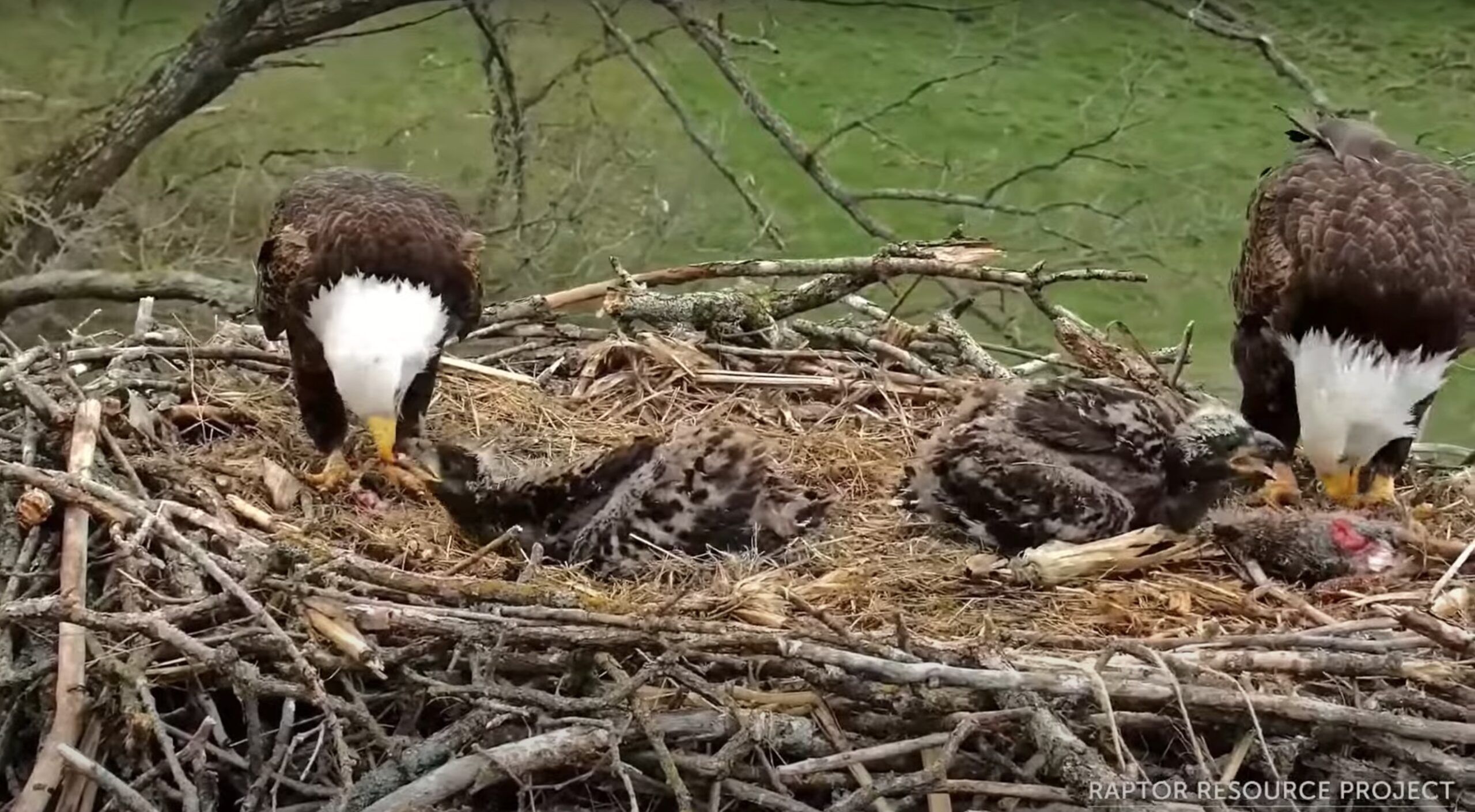 Double Feeding Leads To Extra Full Crops - Decorah North Eagles - Spo