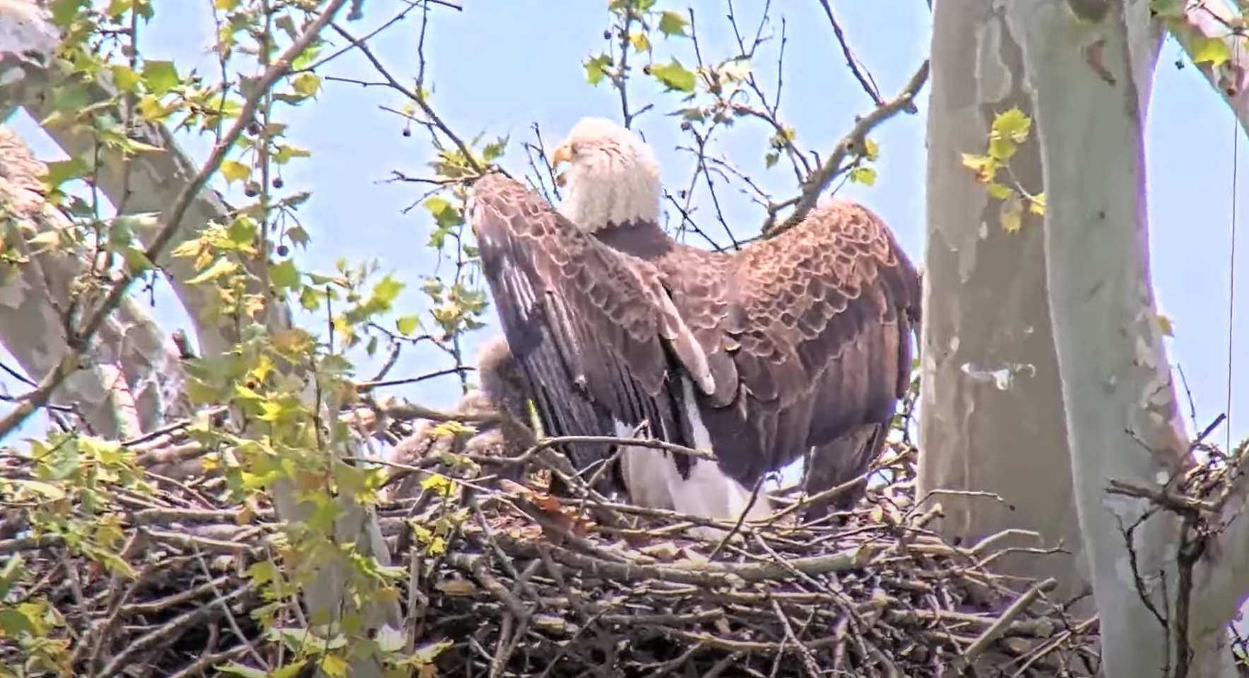 Video - A Shady Situation - Us Steel Bald Eagle Nest Cam - Spo