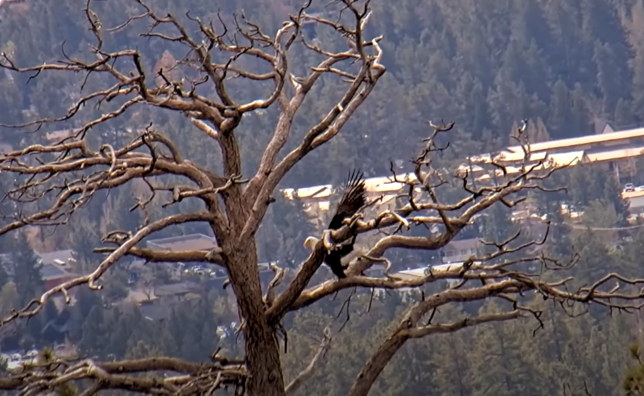 Video 17 Sticks Delivered In 12 Minutes Big Bear Eagle Cam SPO