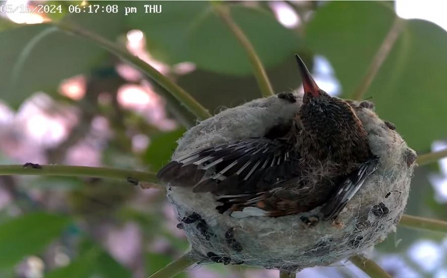 Hummingbird Nest Cams 2024