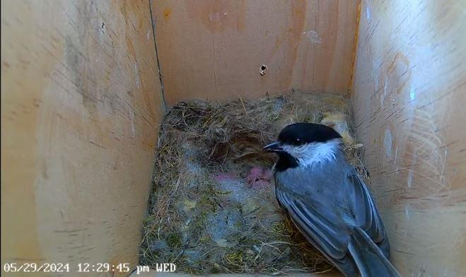 Live Chickadee Nest Cam 2025