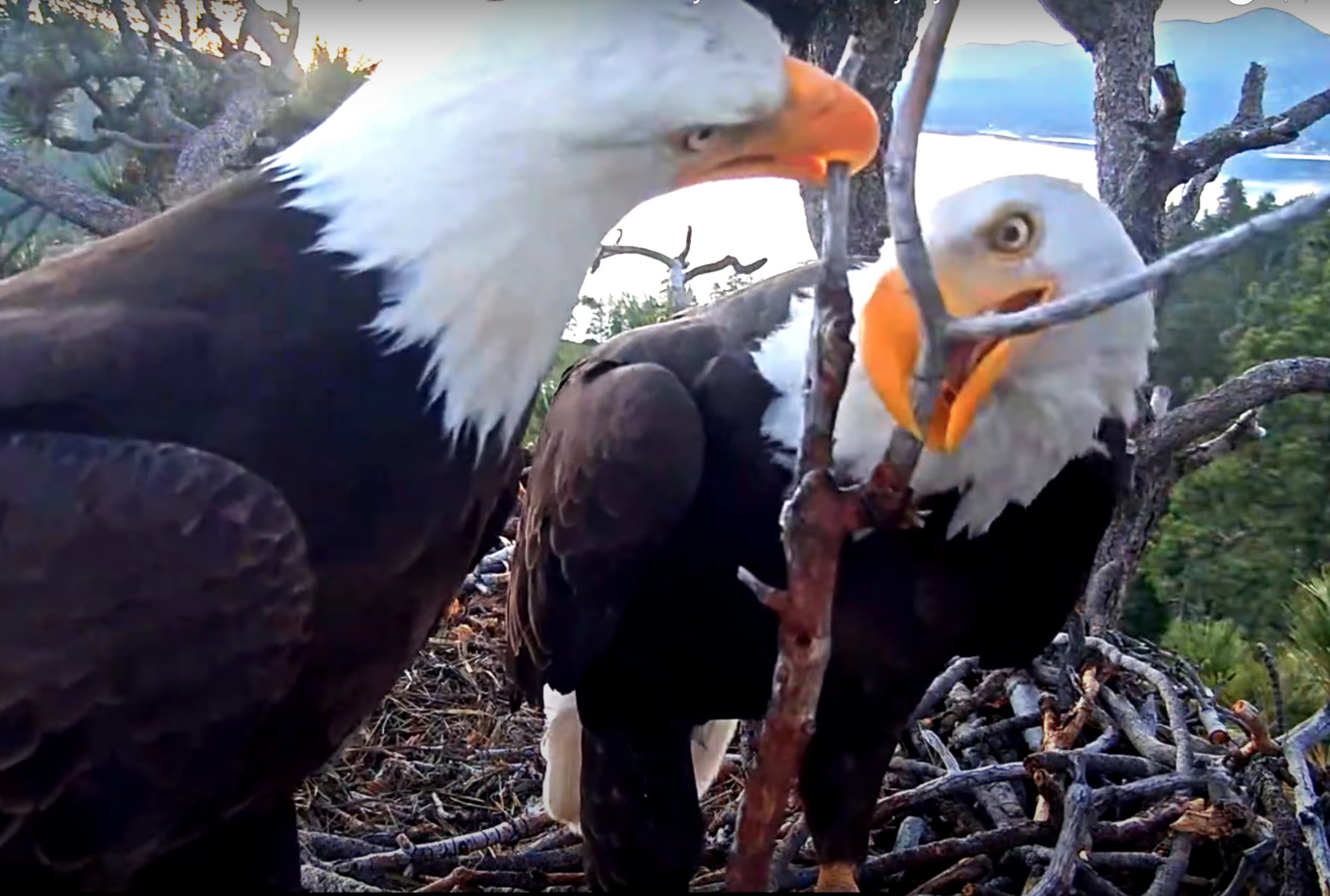 Teamwork Makes The Dreamwork Big Bear Bald Eagle Cam SPO