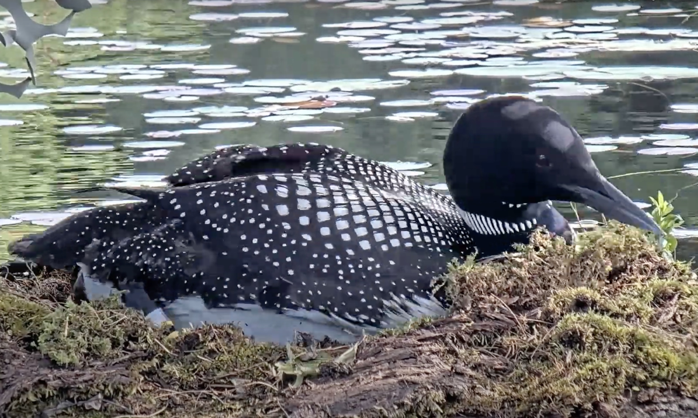 Video - First Egg Laid! LPC Loon Cam 2 - SPO