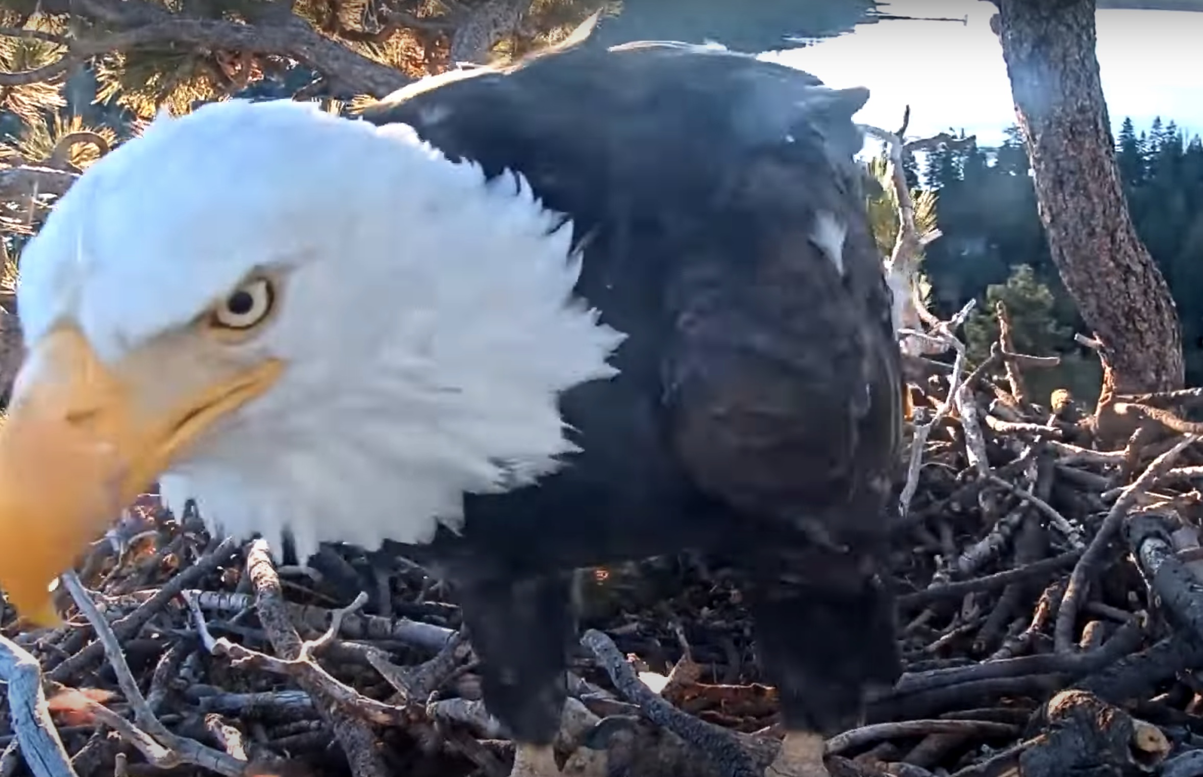 Big Bear Eagles An Early Morning Visit Video SPO