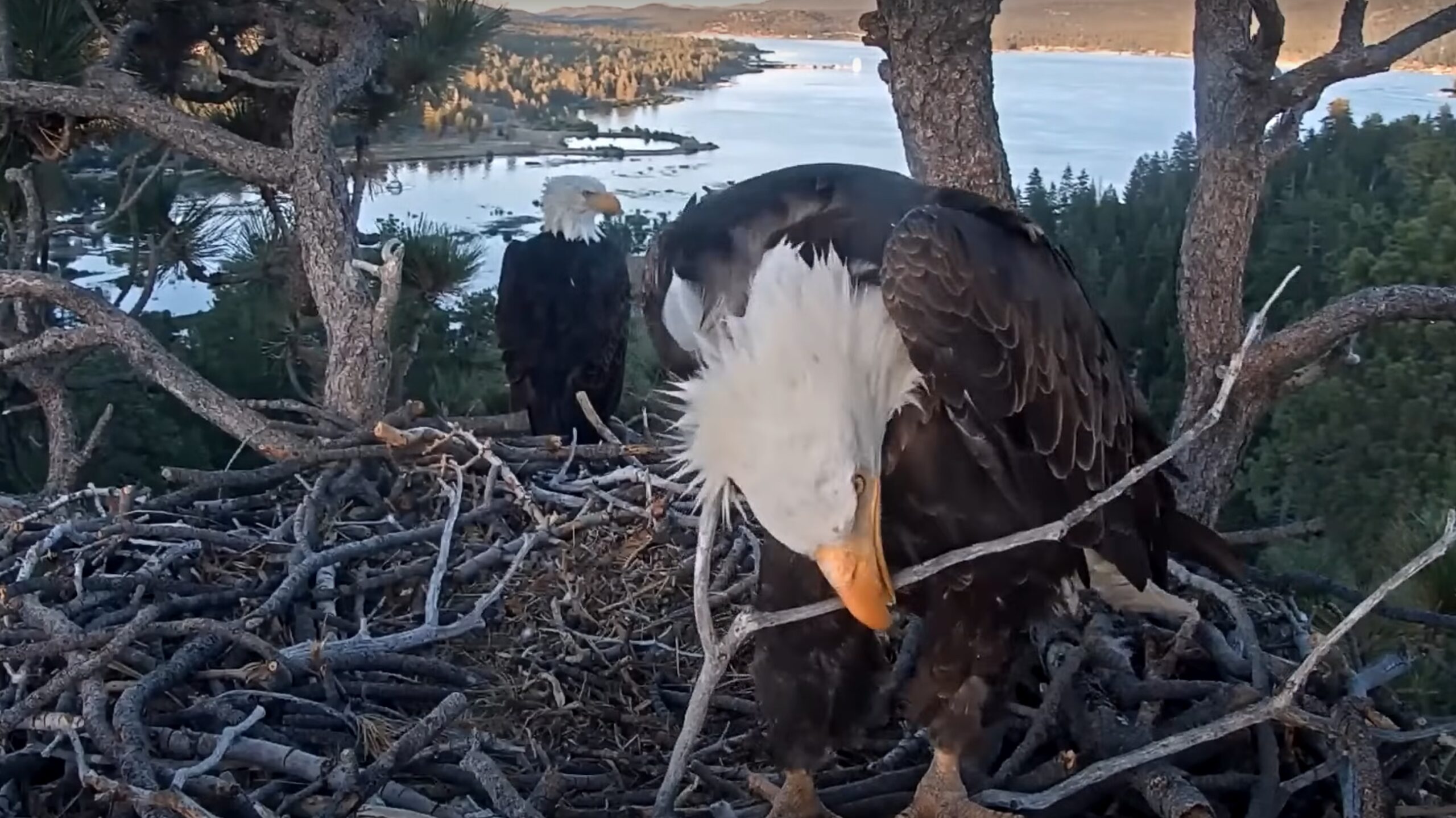 Video - The Stick Challenge - Big Bear Bald Eagle Cam - SPO