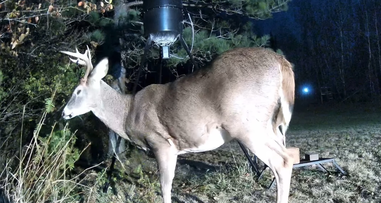 Video 8 Point Buck! MN Deer Cam