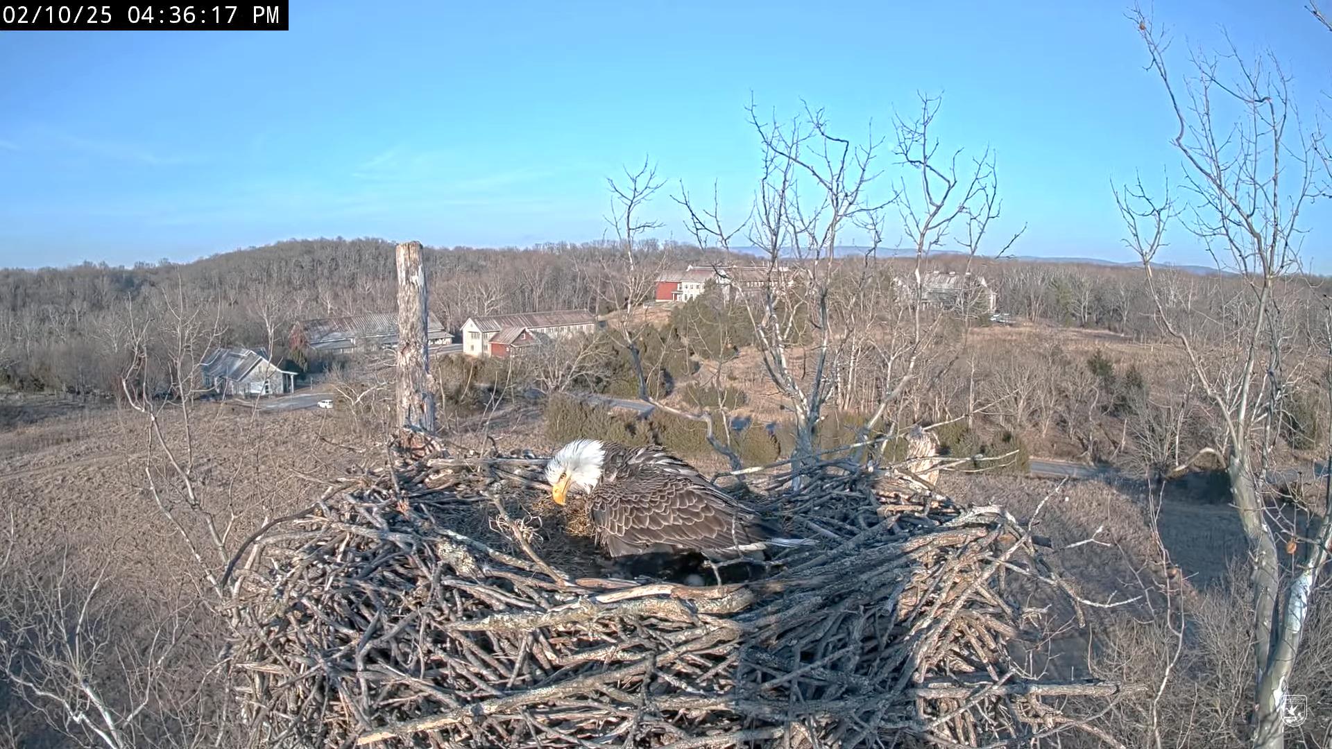 NCTC Eagle Cam 2025