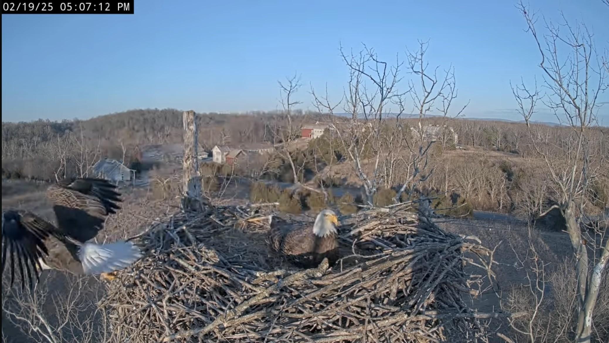 NCTC Eagle Cam 2025