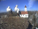 storch_big
