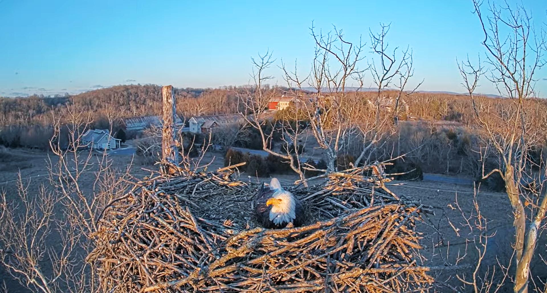 NCTC Eagle Cam 2025
