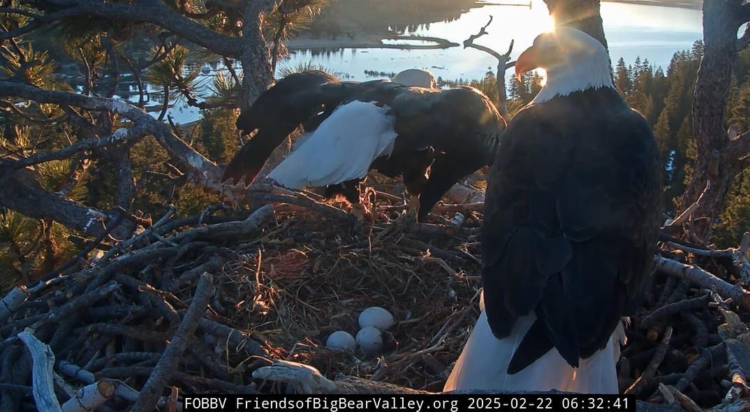 Hatch watch begins big bear bald eagle nest cam spo