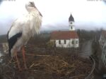 storch_big-2