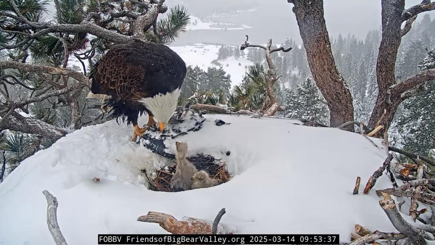 An eaglet has gone missing big bear bald eagle cam