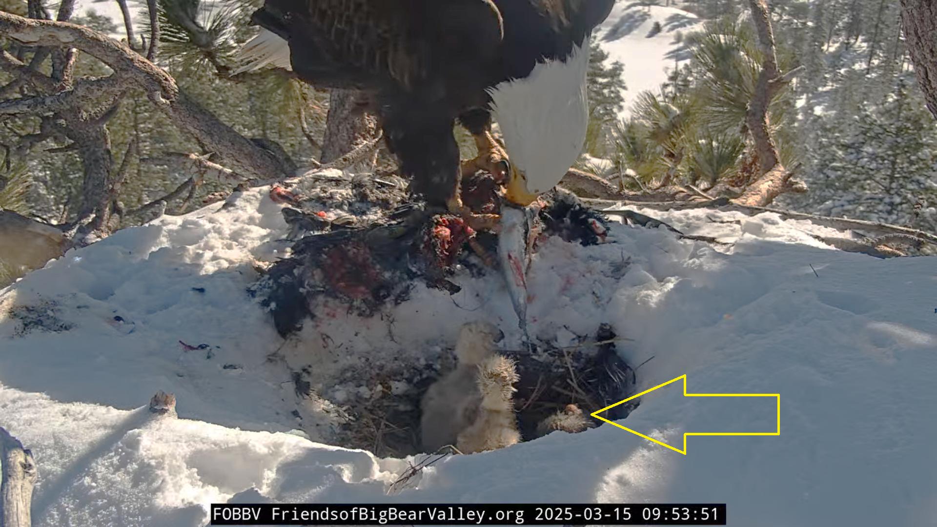 Video 3rd chick spotted big bear bald eagle nest cam