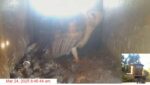 2025-03-24-08_46_53-4-Oceanside-Barn-Owls-2025