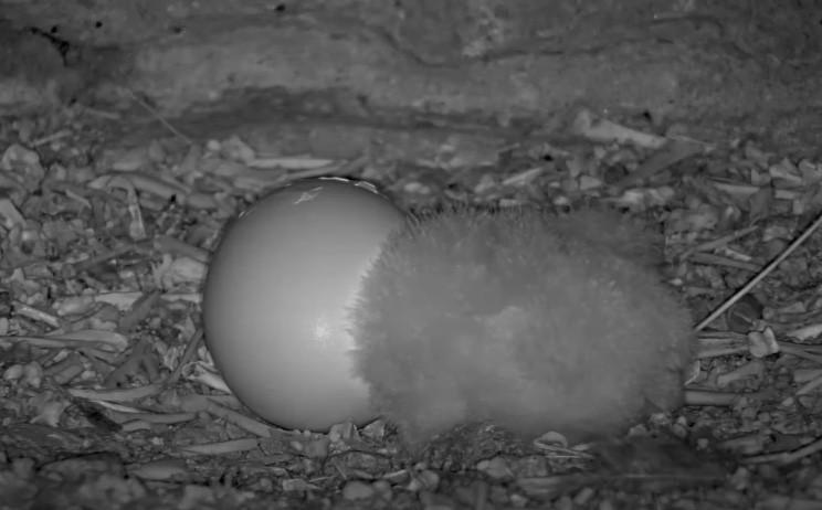 pip in 2nd egg