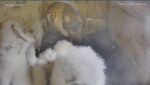 2025-04-18-11_15_53-4-831-Owl-Cam-2025