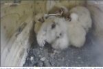 2025-04-25-09_46_37-4-831-Owl-Cam-2025