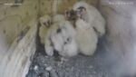 2025-04-25-09_46_44-4-831-Owl-Cam-2025