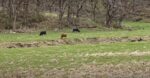 2025-04-25-1300.-Raisin-and-a-couple-of-her-buddies-grazing-across-the-stream
