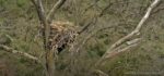 2025-04-29-1230.-Egg-standing-vigil-on-the-nest-can-see-both-limbs-of-the-tree-sway