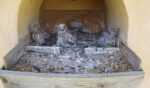 6-28-Kestrel-2