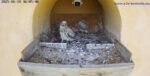 6-28-Kestrels